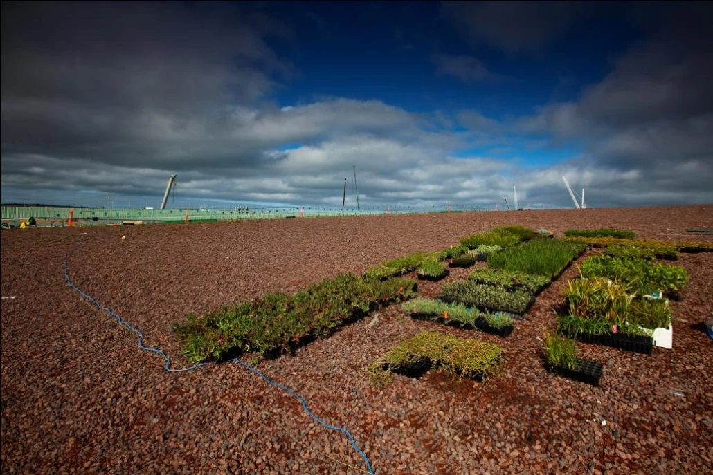 Plants on the Green Roof