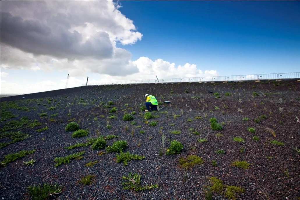 RO green roof growing