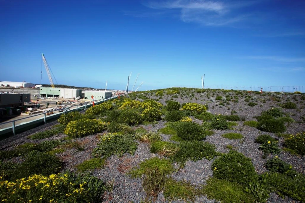 Green Roof - RO Building